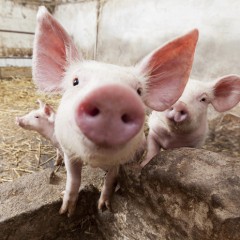 Traumferien für Kinder: Bio-Urlaub auf dem Bauernhof