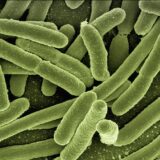 Co2-Emissionen: Alternative Herstellung von Paracetamol – mit Bakterien und Plastikflaschen