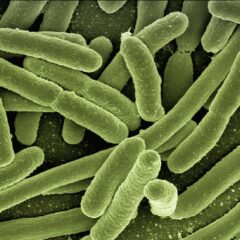Co2-Emissionen: Alternative Herstellung von Paracetamol – mit Bakterien und Plastikflaschen