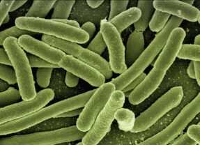 Co2-Emissionen: Alternative Herstellung von Paracetamol – mit Bakterien und Plastikflaschen