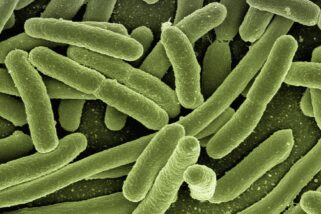 Co2-Emissionen: Alternative Herstellung von Paracetamol – mit Bakterien und Plastikflaschen
