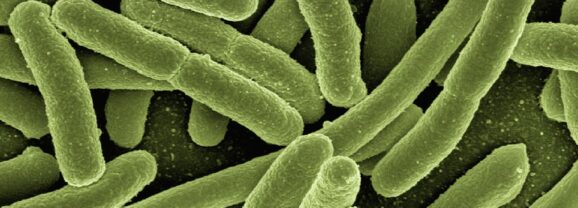 Co2-Emissionen: Alternative Herstellung von Paracetamol – mit Bakterien und Plastikflaschen