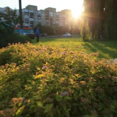 Urbane Kräuterwanderungen: Frühling zwischen Beton und Blüten